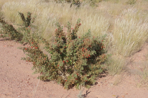 Petalidium coccineum, photograph 1