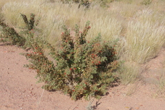 Petalidium coccineum, photograph author not stated, no rights reserved