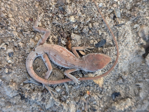Eastern Two-lined Dragon