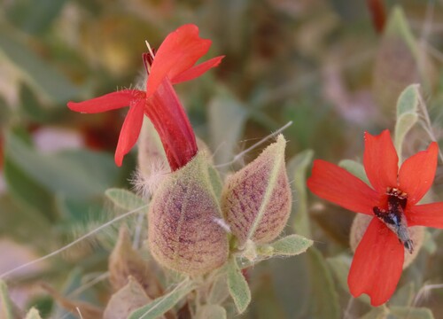Petalidium coccineum