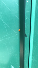 Coccinella septempunctata