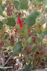 Petalidium coccineum, photograph author not stated, no rights reserved