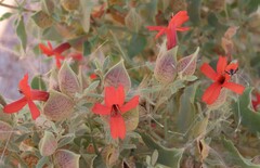 Petalidium coccineum, photograph author not stated, no rights reserved