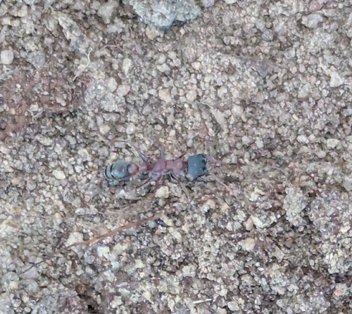 Myrmecia varians