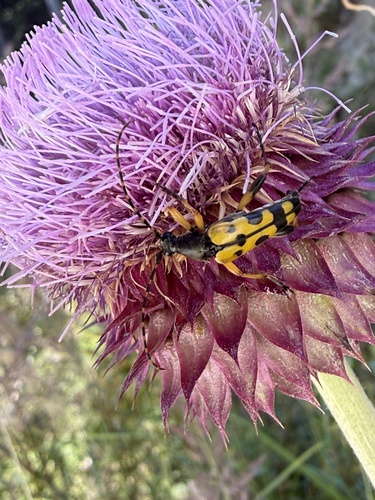 Spotted Longhorn Beetle
