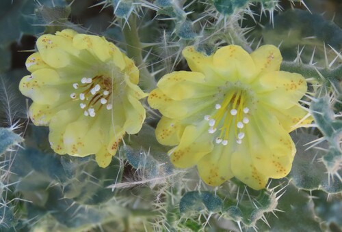 Codon schenckii (Codon schenckii)