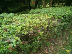 Agelena labyrinthica