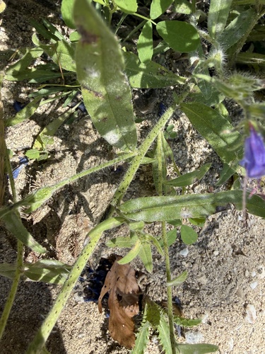 Viper's bugloss