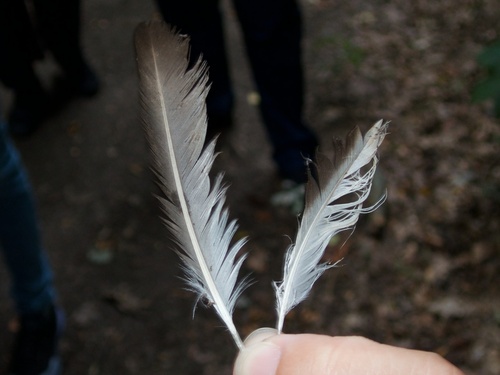 Plume de Grèbe castagneux