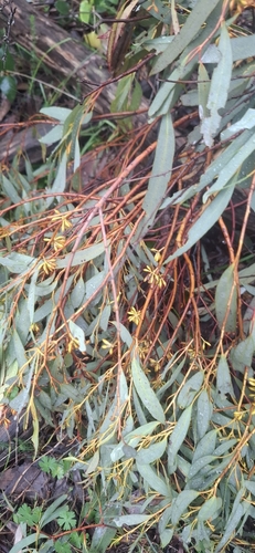 Alpine Narrow-leaved Peppermint