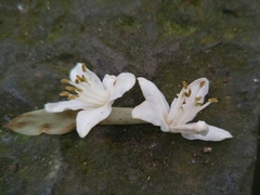 Alniphyllum pterospermum