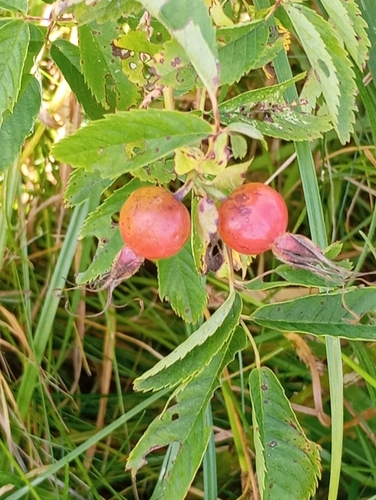 Наблюдение на iNaturalist