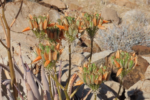 Sand Aloe
