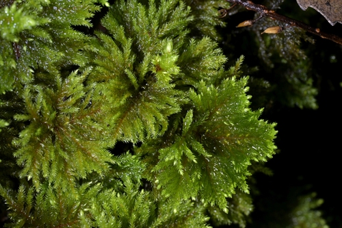 Sciadocladus menziesii observed 2026-08-01