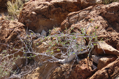 Rock Corkwood