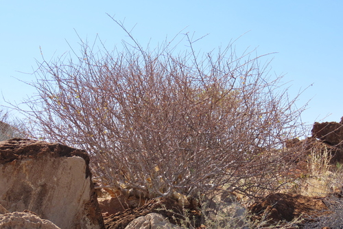 Slender Corkwood