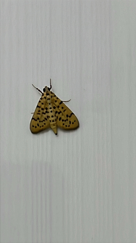 Yellow Peach Moth