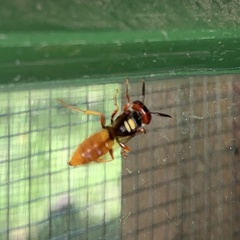 Philanthus triangulum diadema
