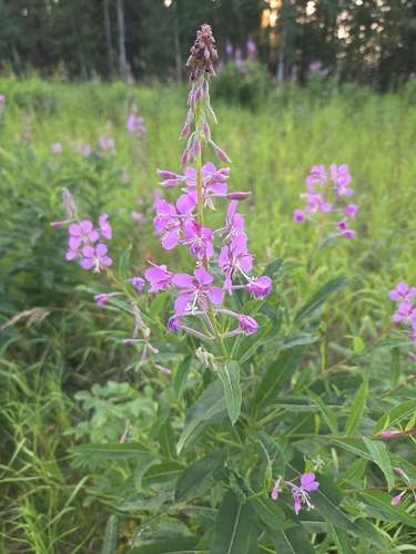 fireweed