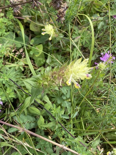 Melampyrum chlorostachyum (Melampyrum chlorostachyum)