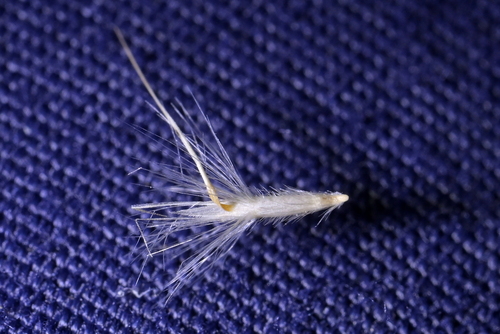 Rytidosperma gracile observed 2026-08-01