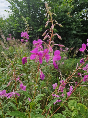 fireweed