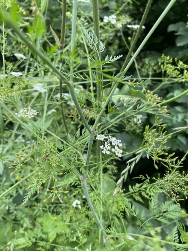 Chaerophyllum bulbosum, photograph 3