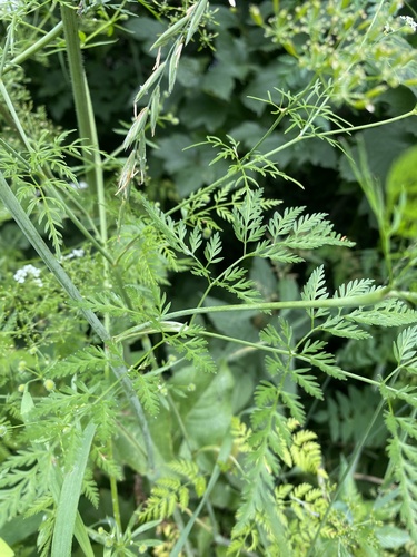 Chaerophyllum bulbosum, photograph 4