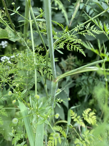 Chaerophyllum bulbosum, photograph 5
