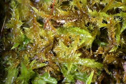 Wijkia extenuata observed 2026-08-01