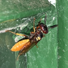 Philanthus triangulum diadema