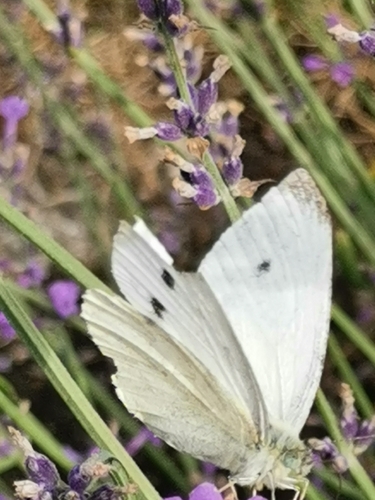 Small White