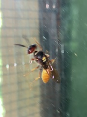 Philanthus triangulum diadema