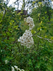 Spiraea × vanhouttei