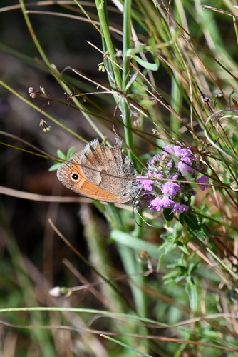Small Heath