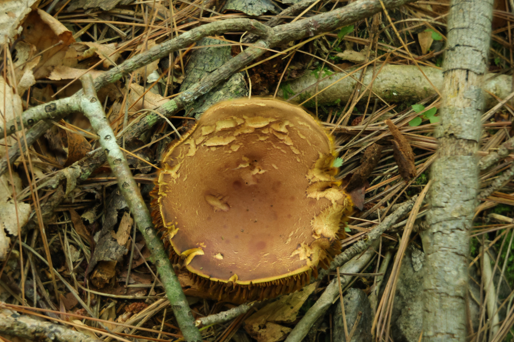 Golden Gilled Bolete · July 2026 · photo: Photo: (c) Richard Jacob, some rights reserved (CC BY) · iNaturalist
