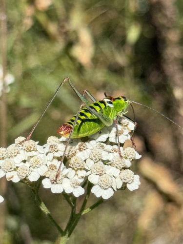 Bellied Bright Bush-cricket