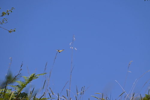 Scarce Swallowtail