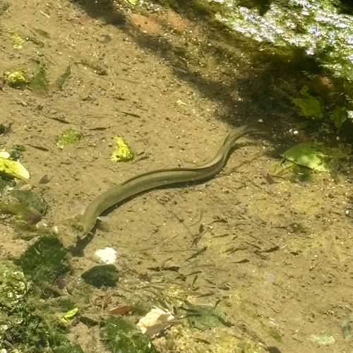 European Eel