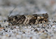 Pseudexentera maracana