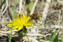 Bombylius major