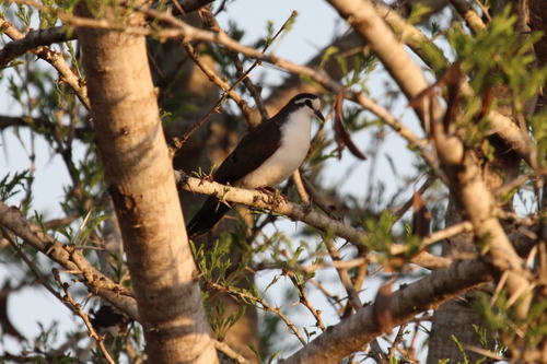 Tambourine Dove