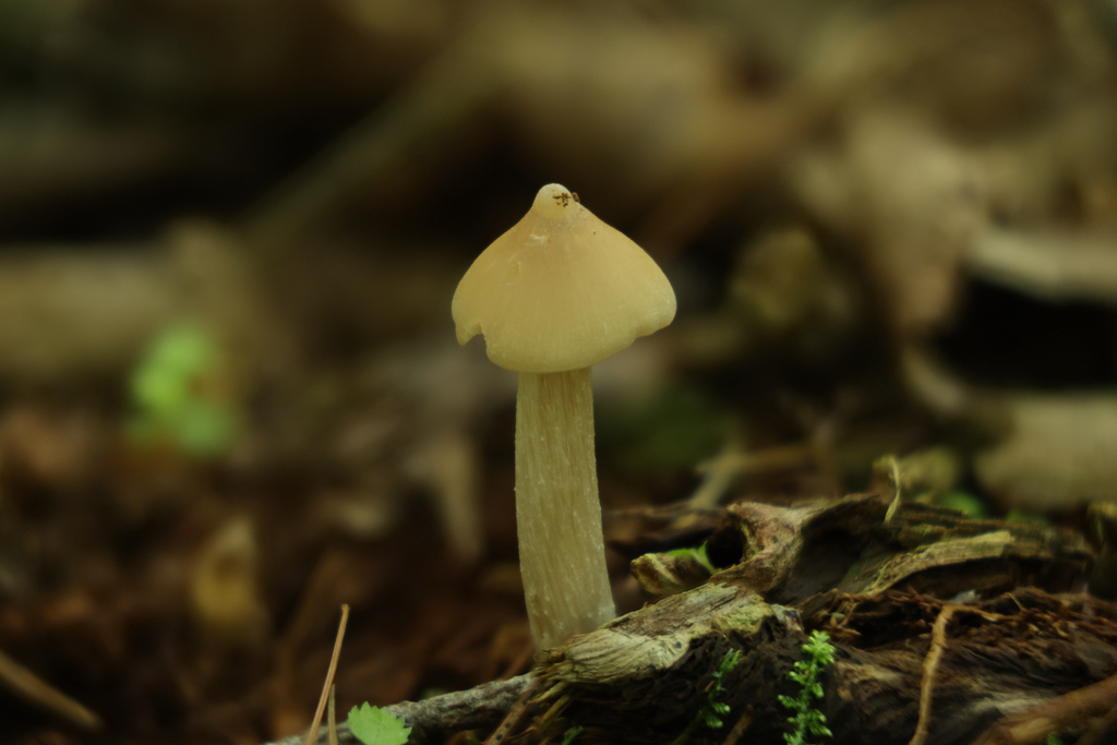Straight-stalked Entoloma · July 2026 · photo: Photo: (c) Richard Jacob, some rights reserved (CC BY) · iNaturalist