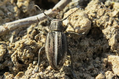 Dorcadion holosericeum