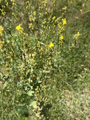 Broomleaf Toadflax