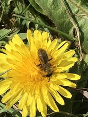 Andrena haemorrhoa