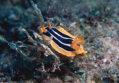 African Chromodorid