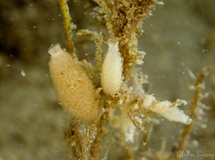 Sycon ciliatum