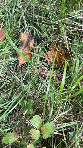 Viviparous Lizard