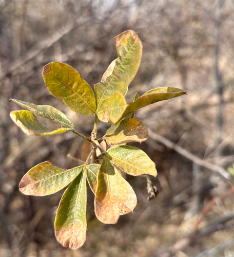 Common currant-rhus